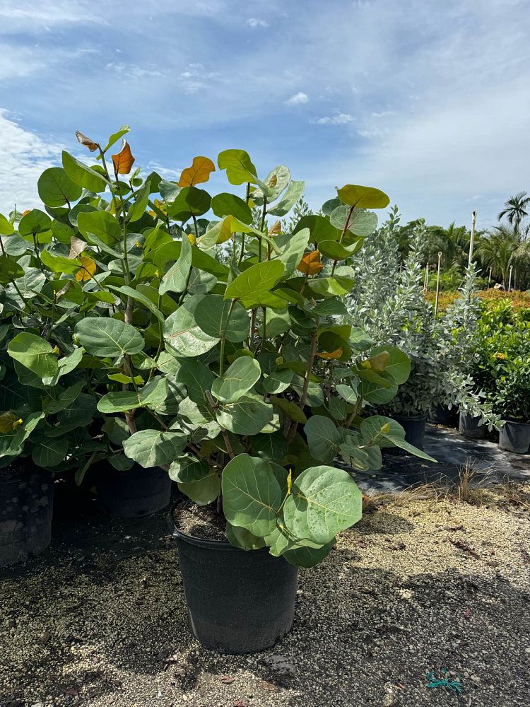 coccoloba-uvifera-sea-grape-seagrape