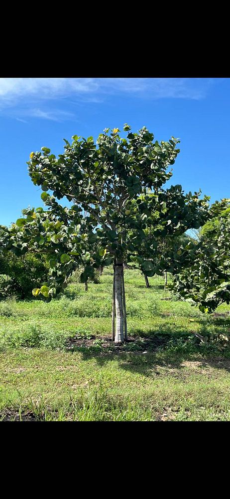 coccoloba-uvifera-sea-grape-seagrape