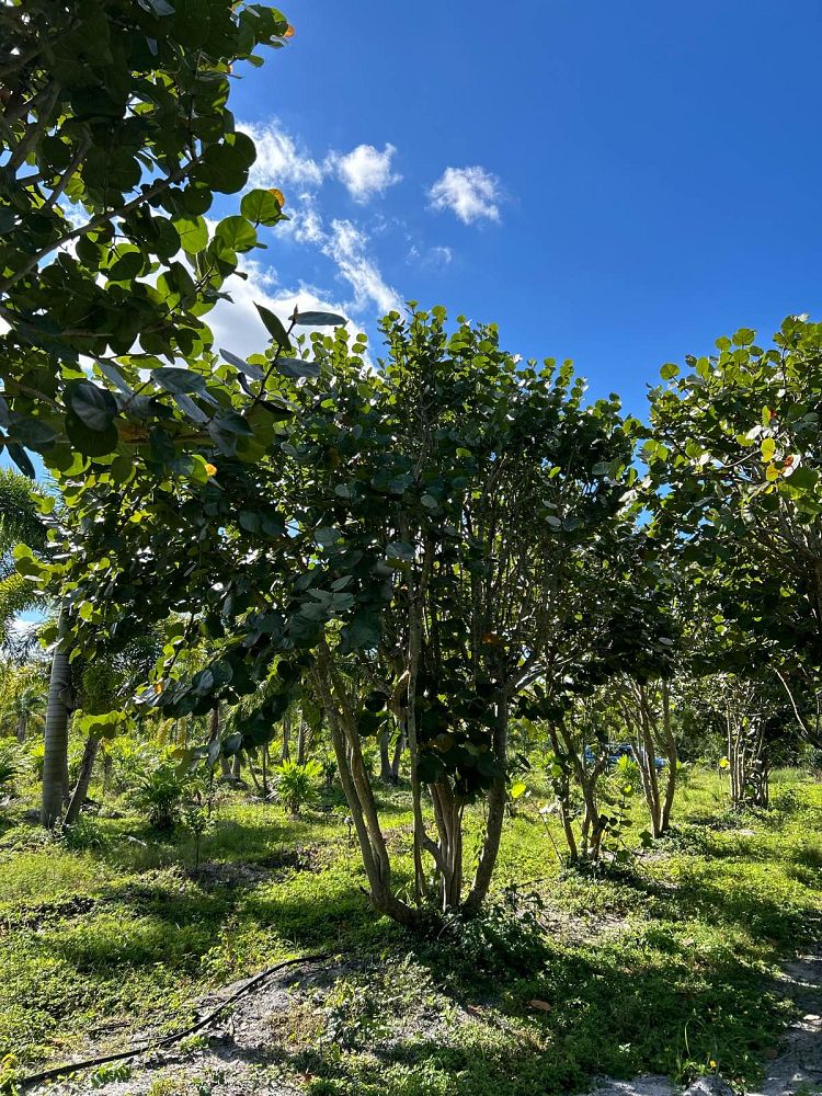 coccoloba-uvifera-sea-grape-seagrape