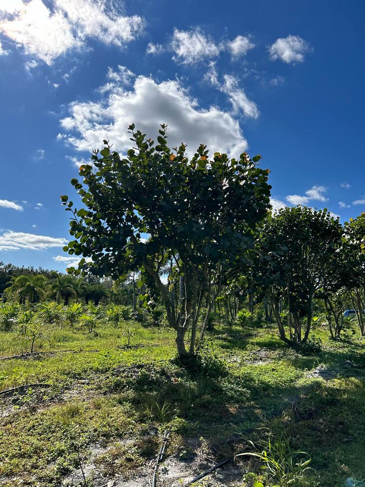 coccoloba-uvifera-sea-grape-seagrape