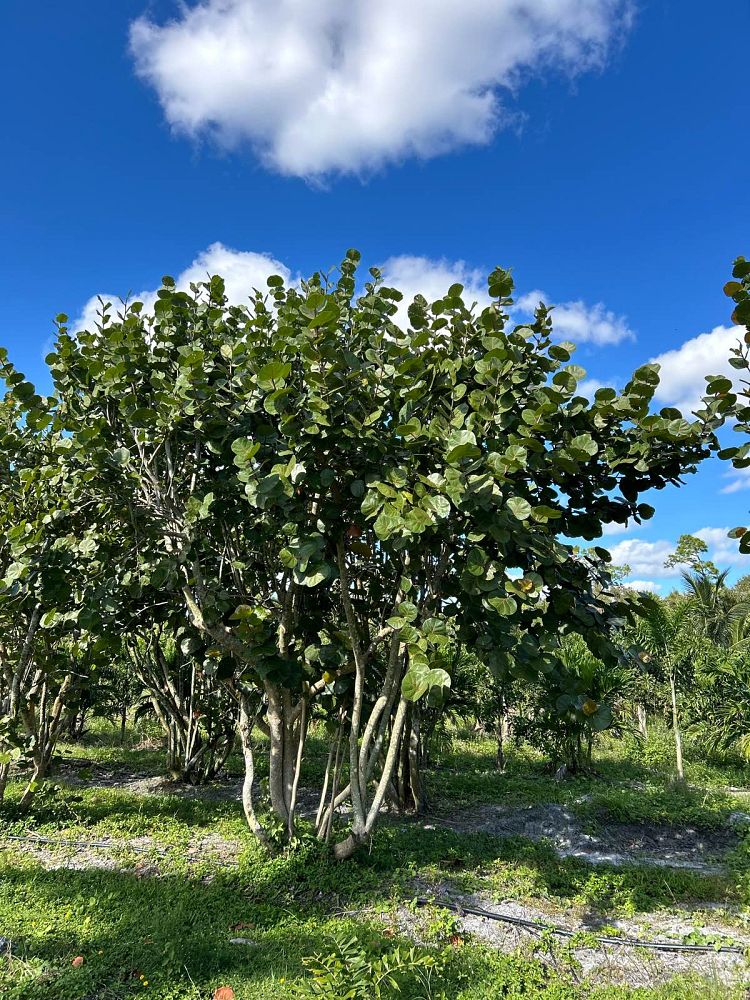 coccoloba-uvifera-sea-grape-seagrape