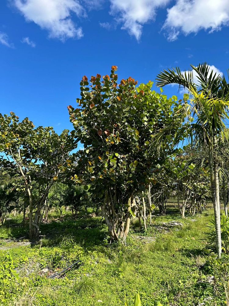 coccoloba-uvifera-sea-grape-seagrape