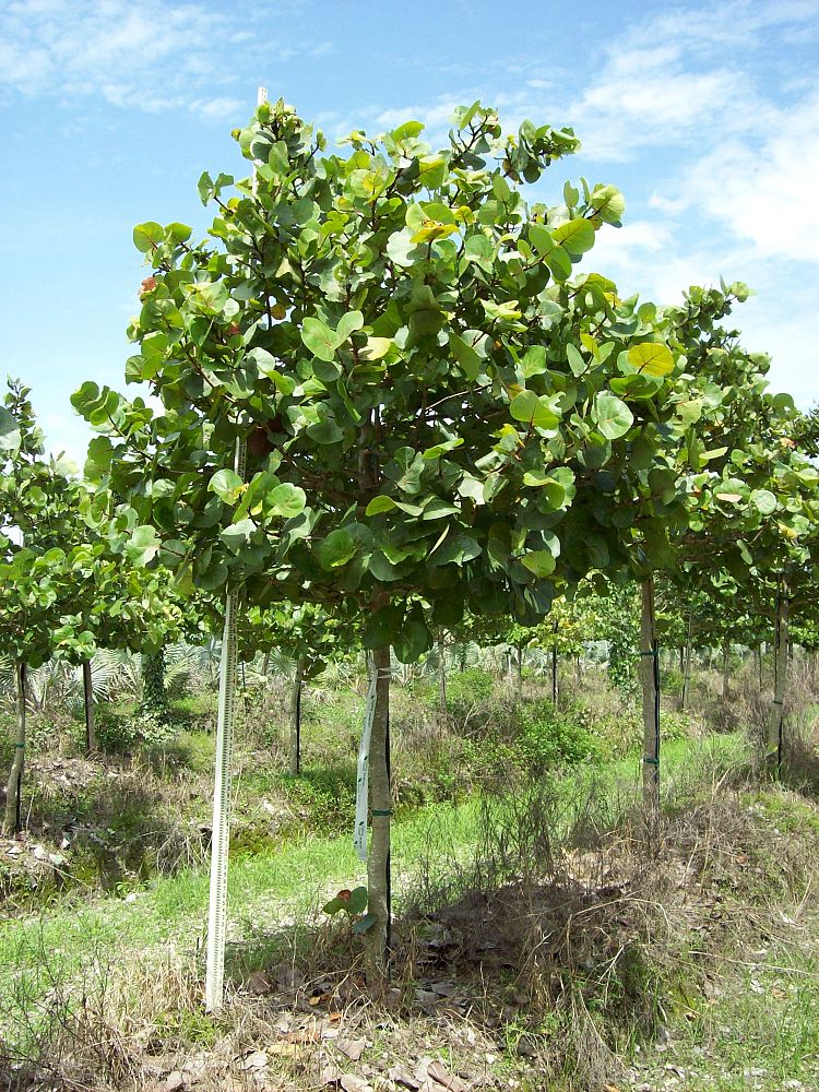 coccoloba-uvifera-sea-grape-seagrape