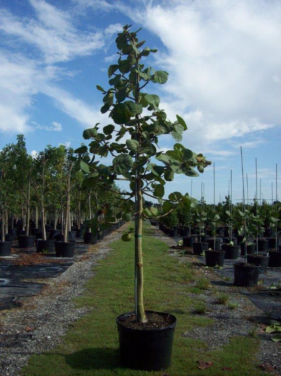 coccoloba-uvifera-sea-grape-seagrape