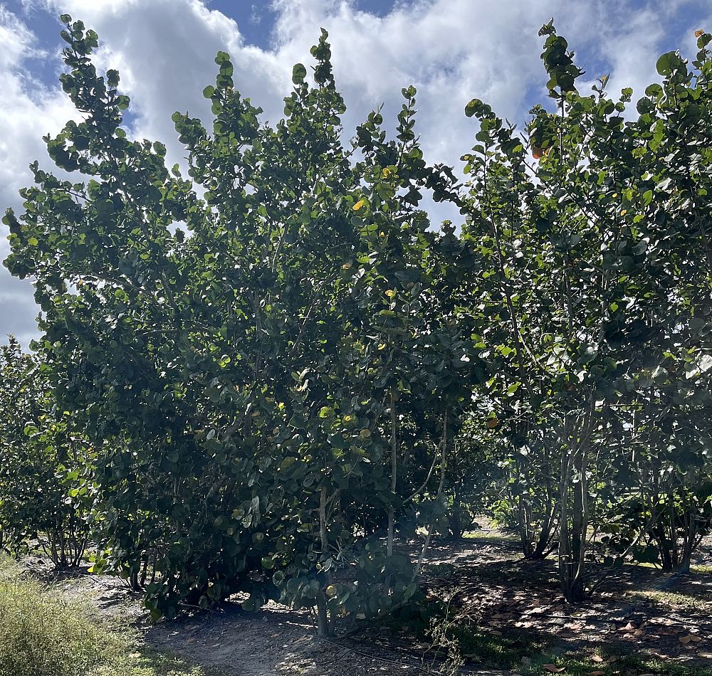 coccoloba-uvifera-sea-grape-seagrape