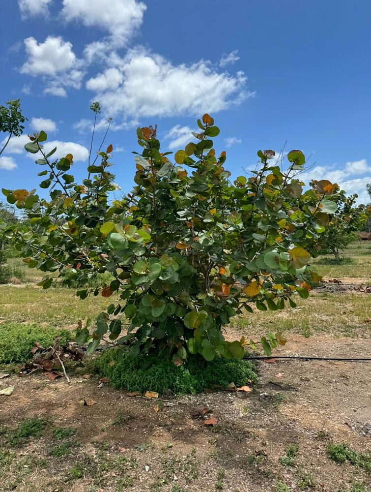 coccoloba-uvifera-sea-grape-seagrape