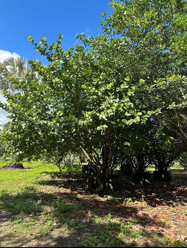 coccoloba-uvifera-sea-grape-seagrape