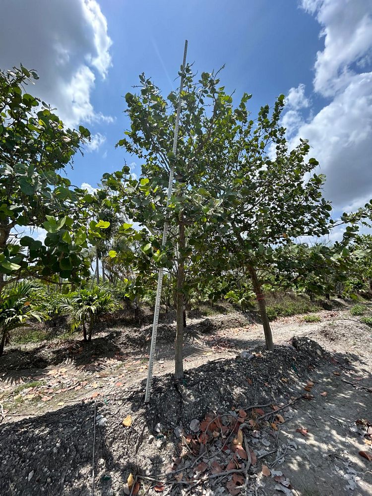 coccoloba-uvifera-sea-grape-seagrape