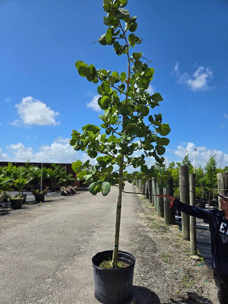 coccoloba-uvifera-sea-grape-seagrape