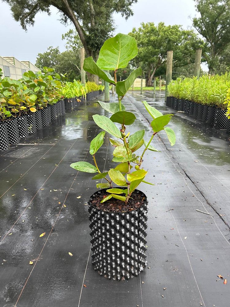 coccoloba-uvifera-sea-grape-seagrape