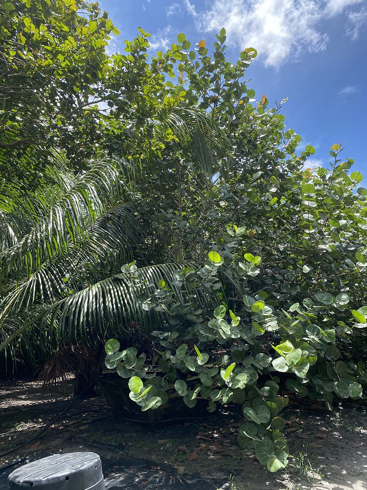 coccoloba-uvifera-sea-grape-seagrape