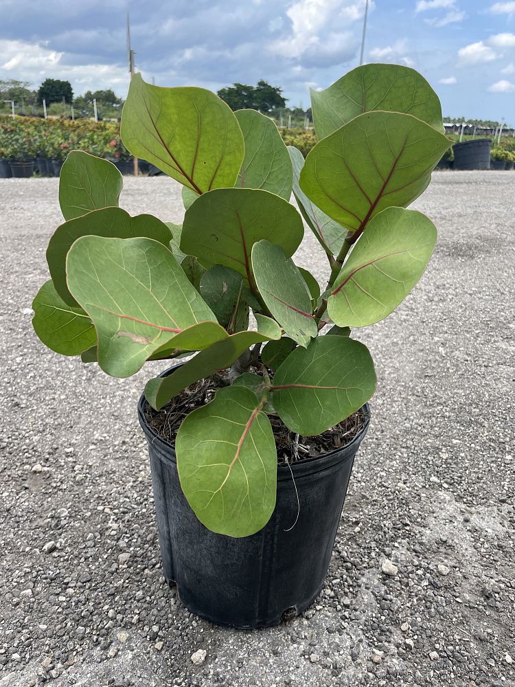 coccoloba-uvifera-sea-grape-seagrape