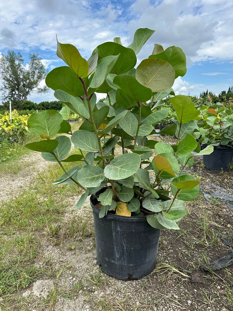 coccoloba-uvifera-sea-grape-seagrape