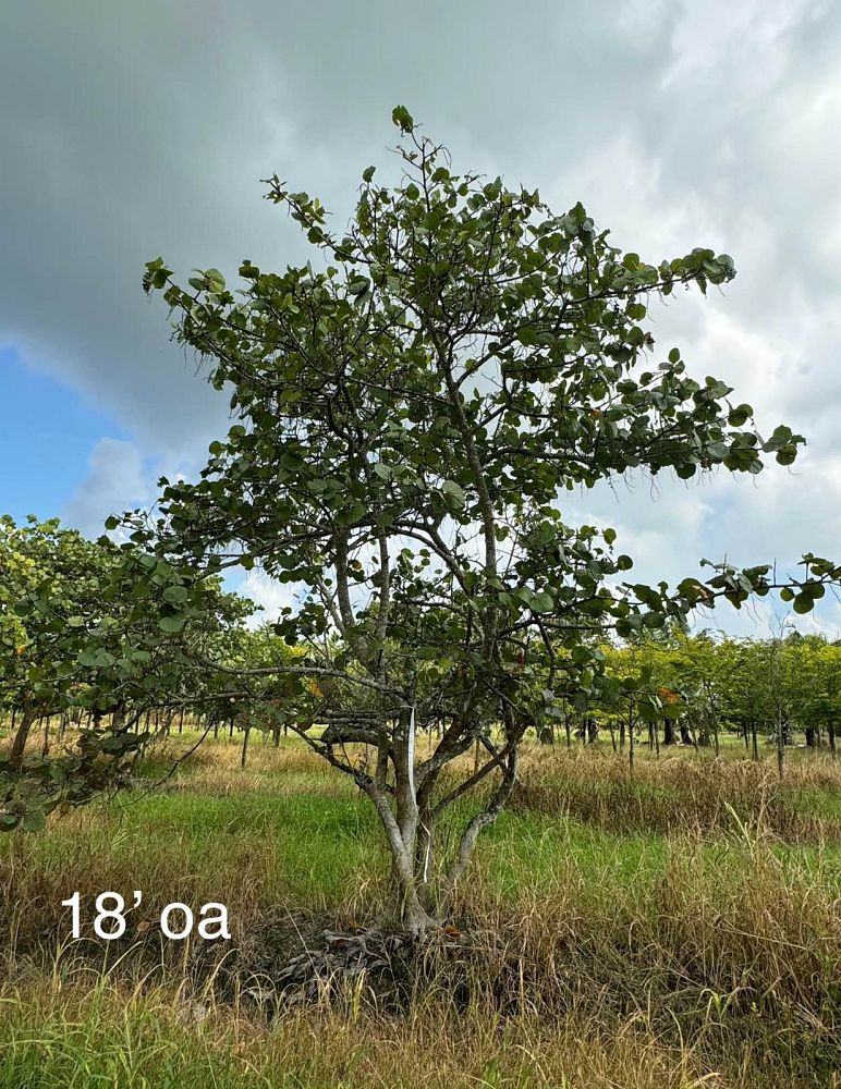 coccoloba-uvifera-sea-grape-seagrape