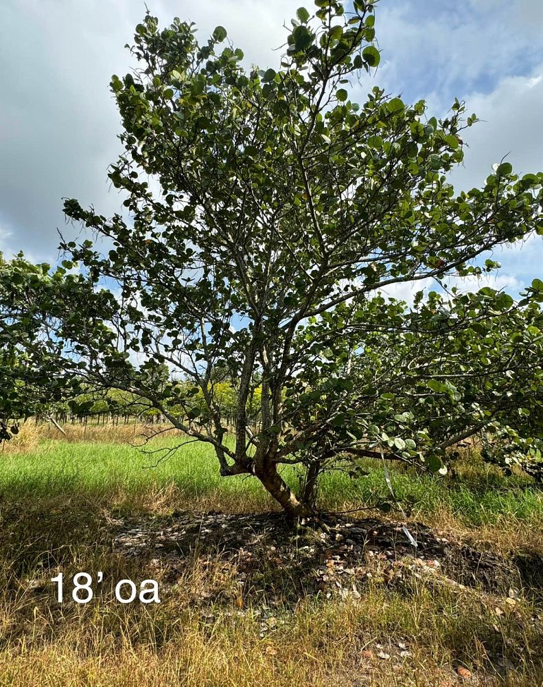 coccoloba-uvifera-sea-grape-seagrape