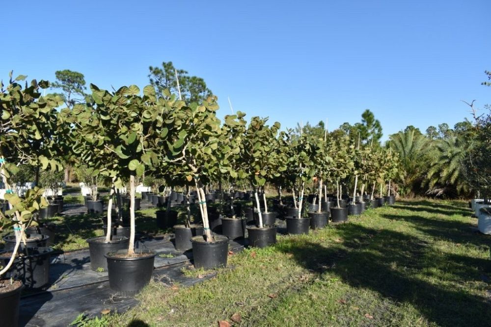 coccoloba-uvifera-sea-grape-seagrape