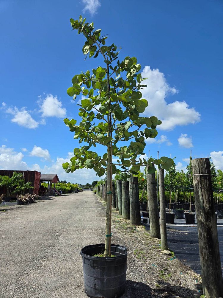 coccoloba-uvifera-sea-grape-seagrape