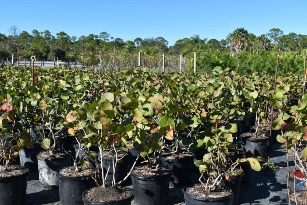 coccoloba-uvifera-sea-grape-seagrape