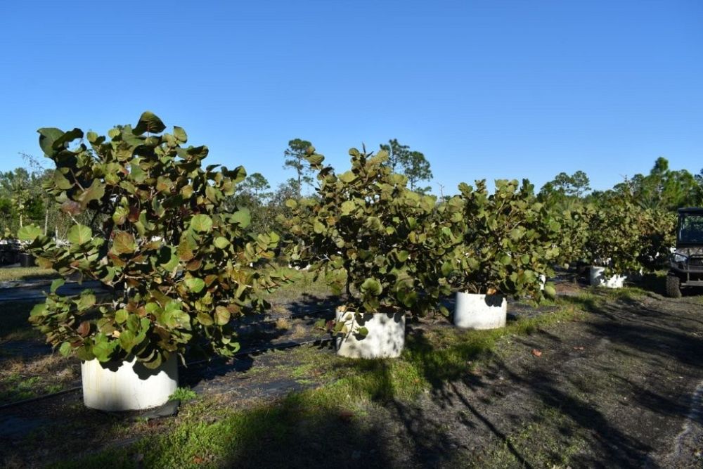 coccoloba-uvifera-sea-grape-seagrape