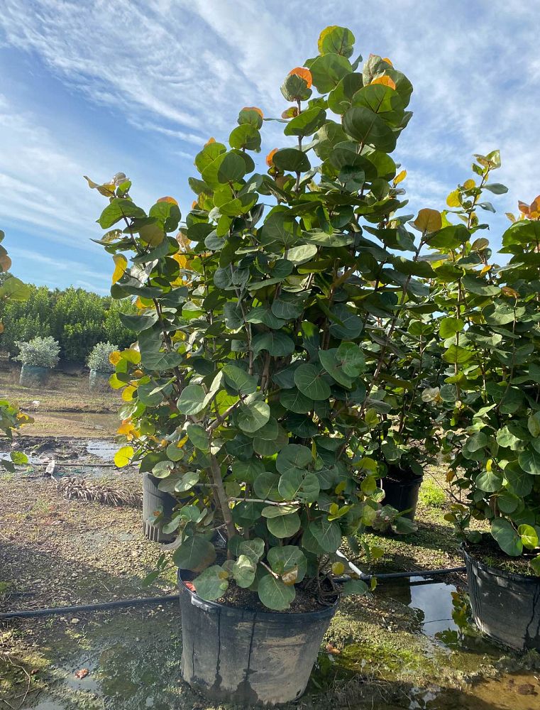 coccoloba-uvifera-sea-grape-seagrape