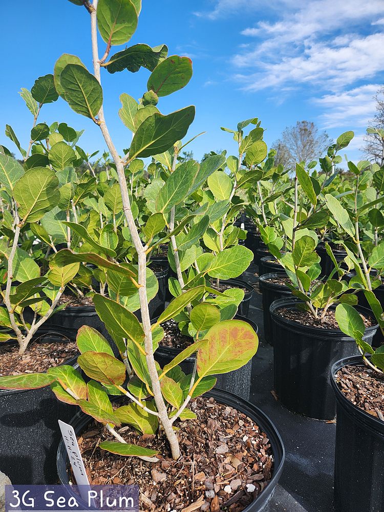 coccoloba-uvifera-x-diversifolia-pigeon-plum-hybrid-sea-plum