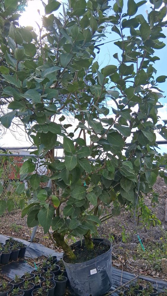 coccoloba-uvifera-x-diversifolia-pigeon-plum-hybrid-sea-plum