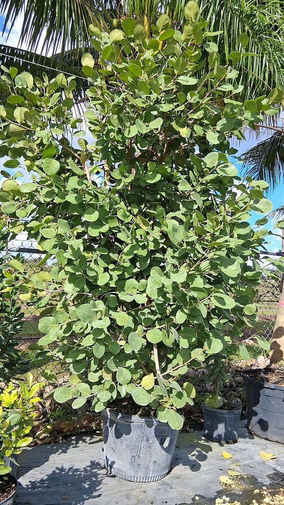 coccoloba-uvifera-x-diversifolia-pigeon-plum-hybrid-sea-plum