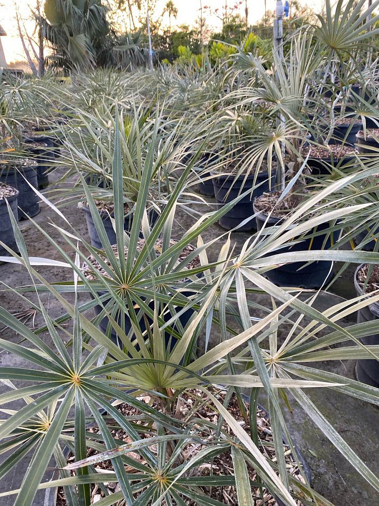 coccothrinax-argentata-florida-silver-palm