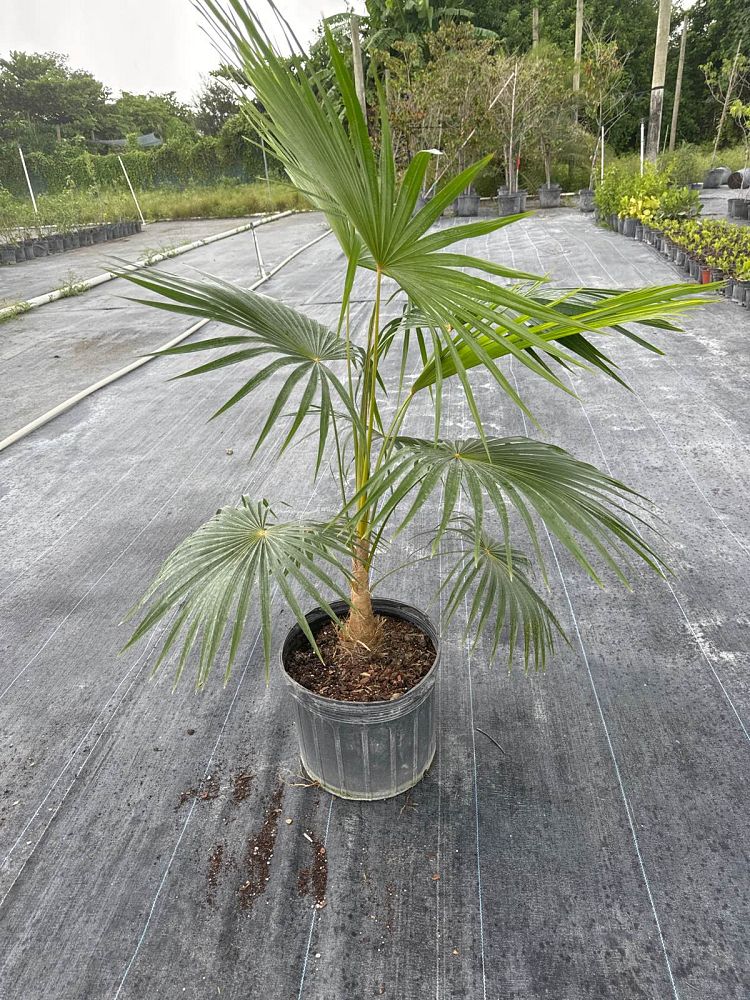 coccothrinax-barbadensis