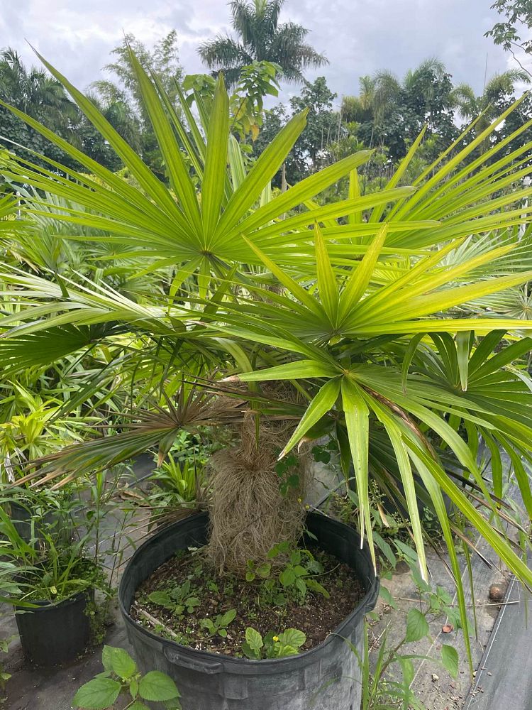 coccothrinax-crinita-old-man-palm-thatch-palm-palma-petate