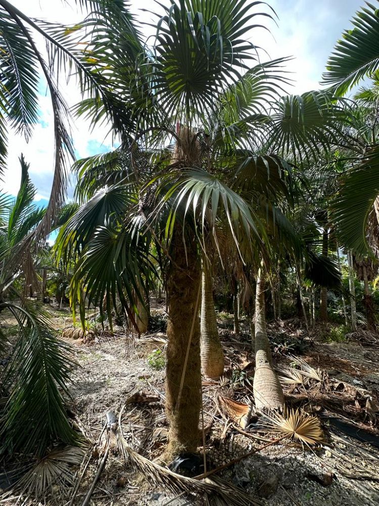 coccothrinax-crinita-old-man-palm-thatch-palm-palma-petate