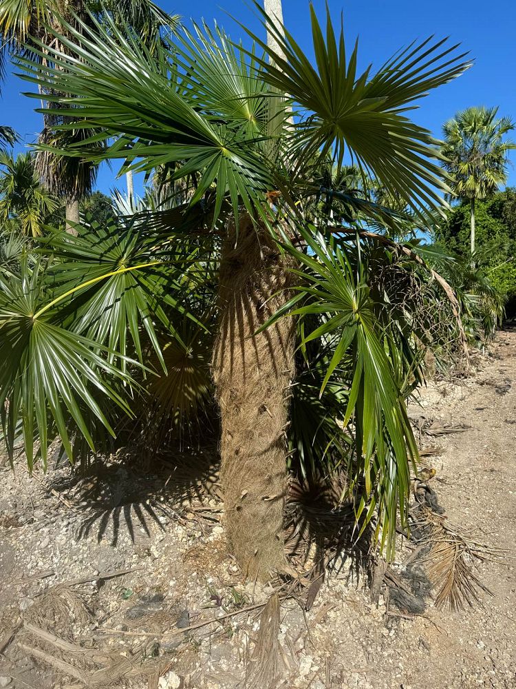 coccothrinax-crinita-old-man-palm-thatch-palm-palma-petate