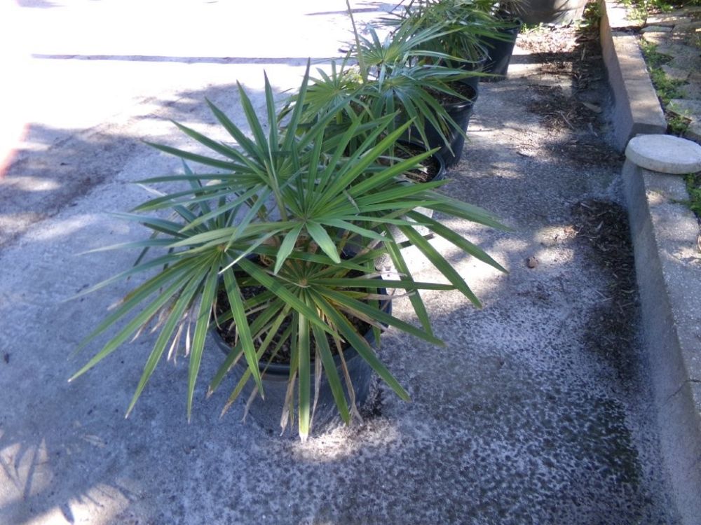 coccothrinax-crinita-old-man-palm-thatch-palm-palma-petate