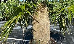 coccothrinax-crinita-old-man-palm-thatch-palm-palma-petate