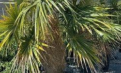 coccothrinax-crinita-old-man-palm-thatch-palm-palma-petate