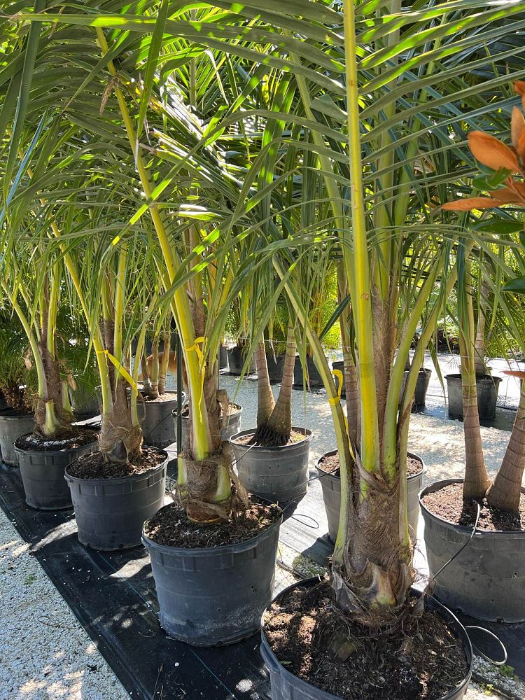 cocos-coconut-palm