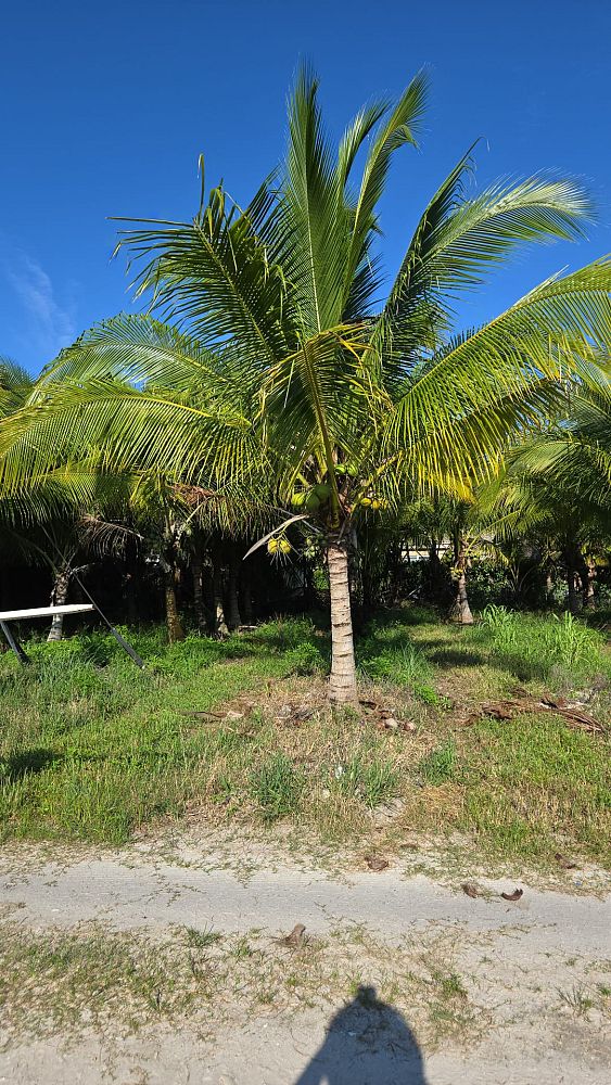 cocos-coconut-palm