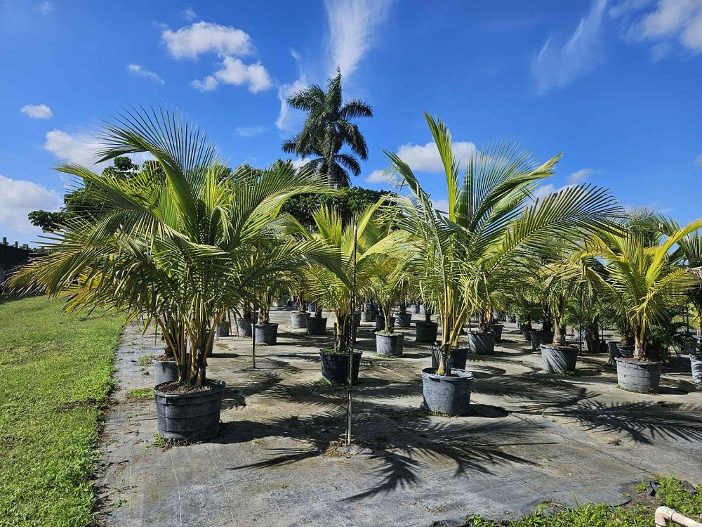 cocos-coconut-palm