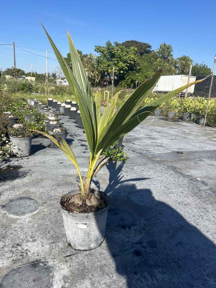 cocos-coconut-palm