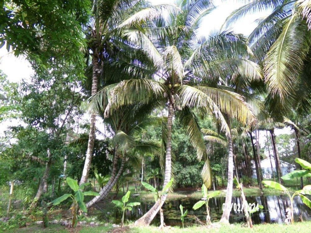 cocos-nucifera-coconut-palm