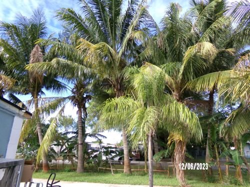 cocos-nucifera-coconut-palm