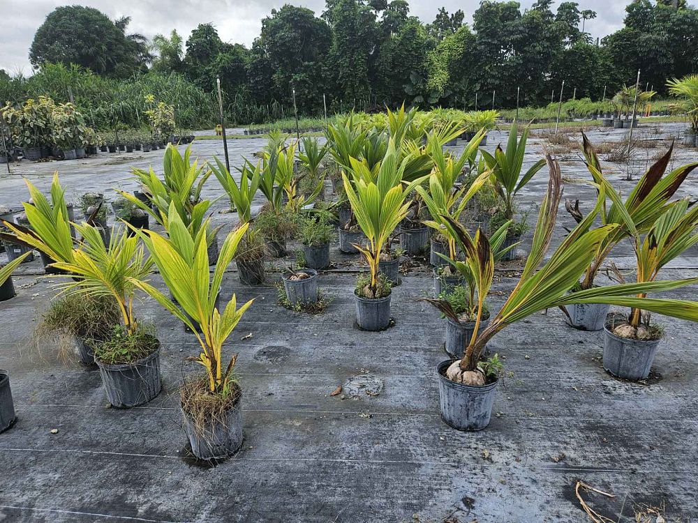 cocos-nucifera-coconut-palm