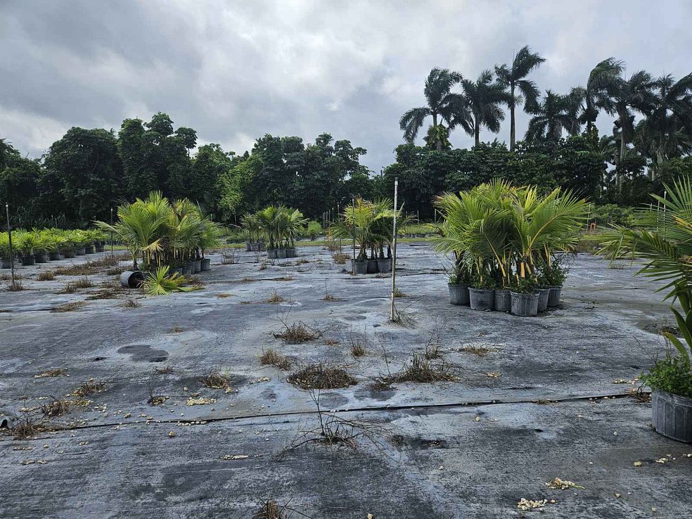 cocos-nucifera-coconut-palm