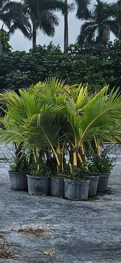 cocos-nucifera-coconut-palm