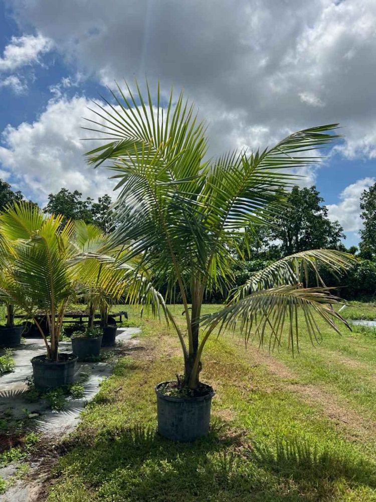 cocos-nucifera-coconut-palm