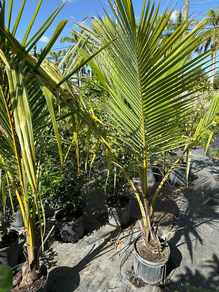 cocos-nucifera-coconut-palm