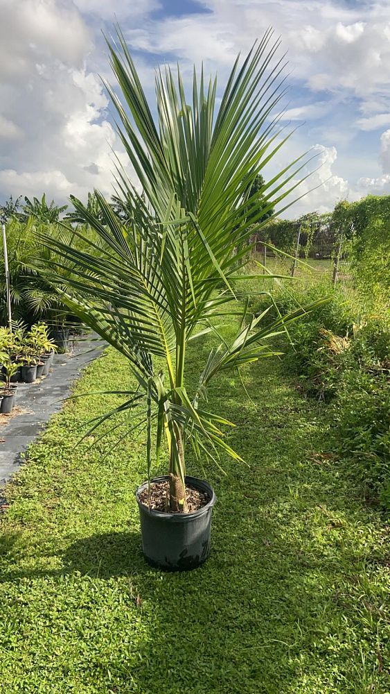 cocos-nucifera-coconut-palm