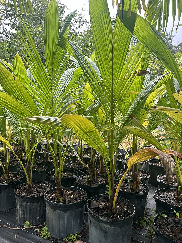 cocos-nucifera-coconut-palm