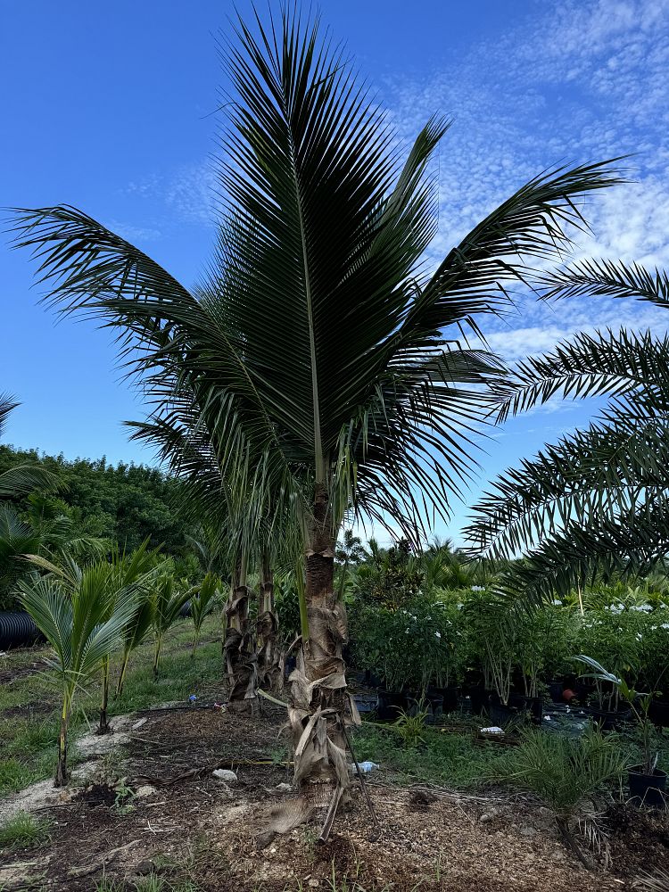 cocos-nucifera-coconut-palm