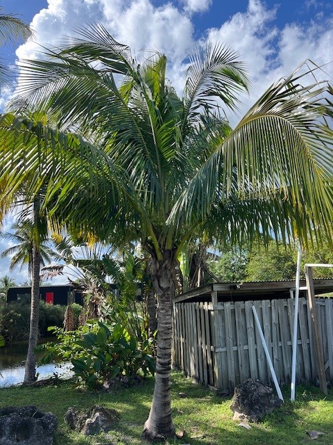 cocos-nucifera-coconut-palm